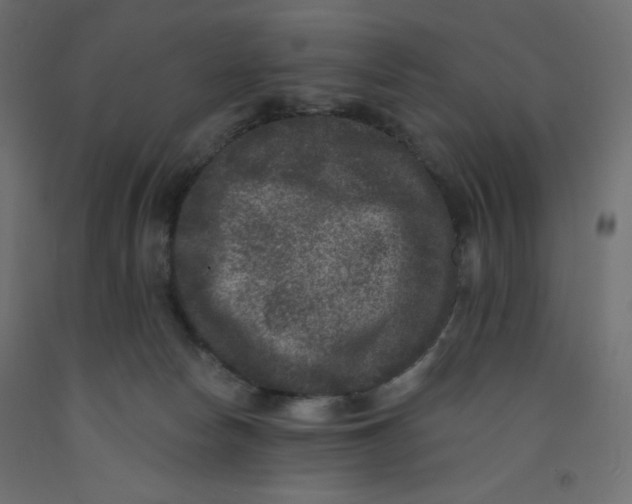 X0000092320178200710121529