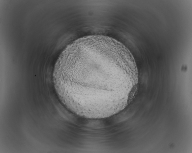 X0000092320185200710121529