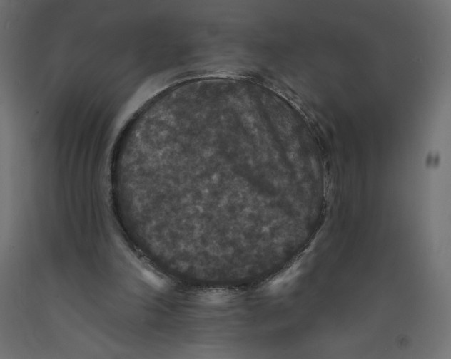 X0000092320198200710121529
