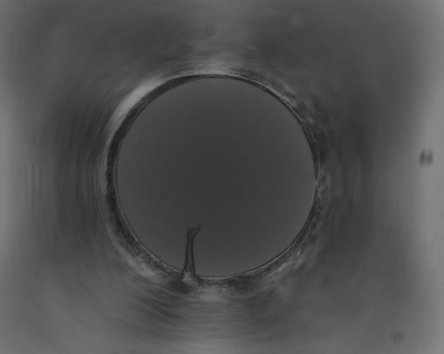 X0000092320200200710121529