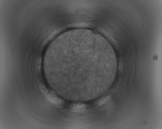 X0000092320206200710121529