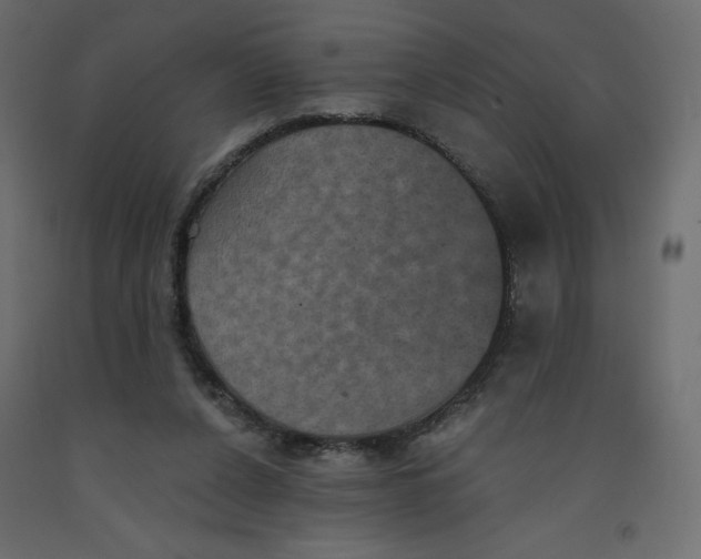 X0000092320256200710121528