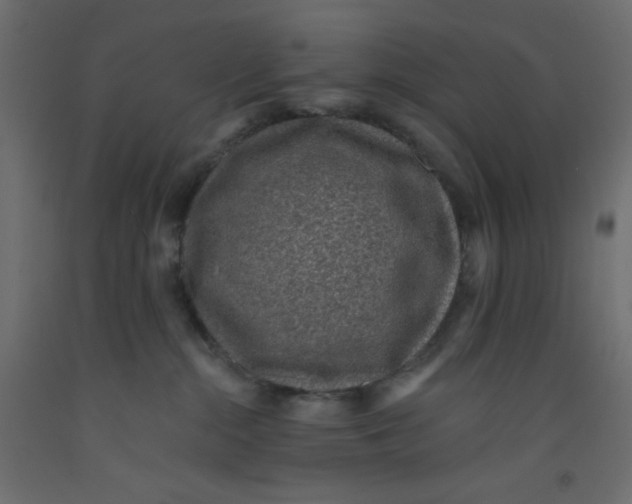 X0000092320284200710121528