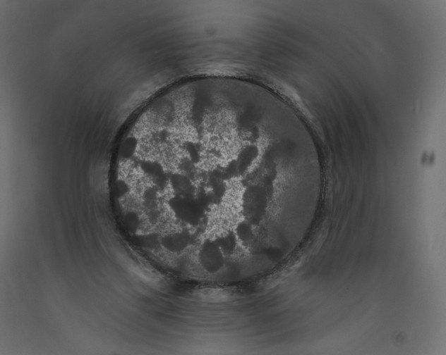 X0000092320299200710121528