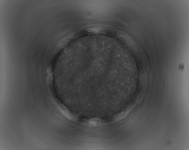X0000092320420200710121526