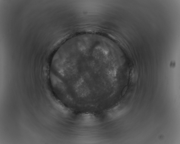 X0000092320424200710121526