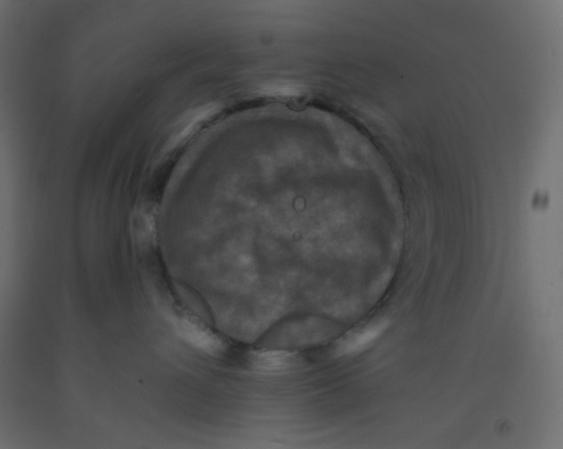 X0000092320432200710121526