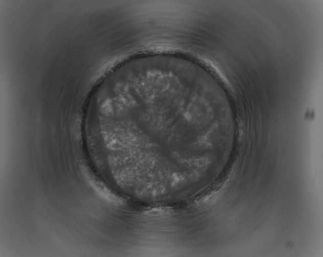 X0000092320447200710121525