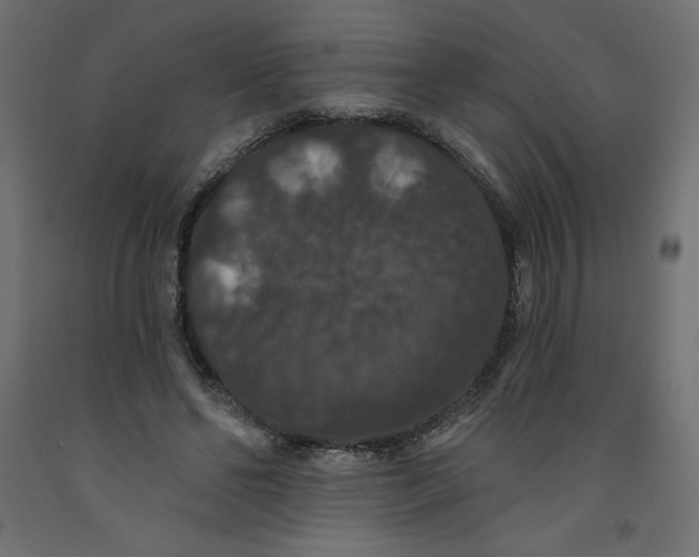 X0000092320494200710121525
