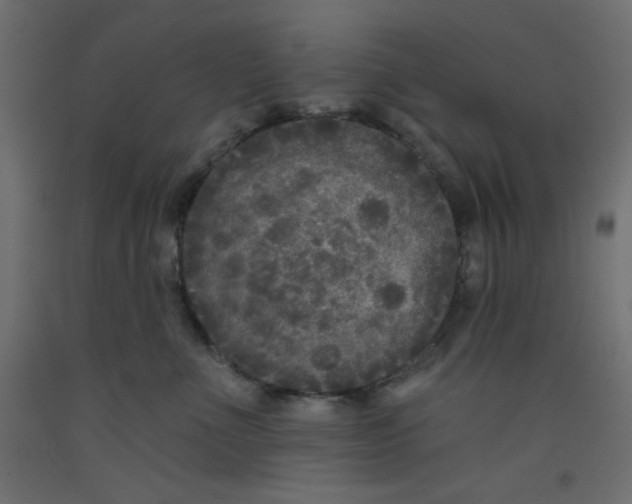 X0000092320523200710121525