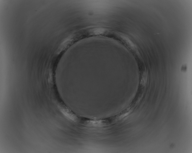 X0000092320524200710121525