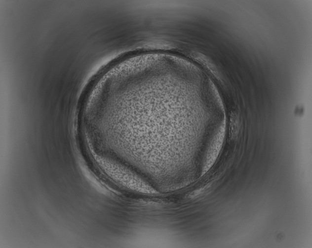 X0000092320726200710121522