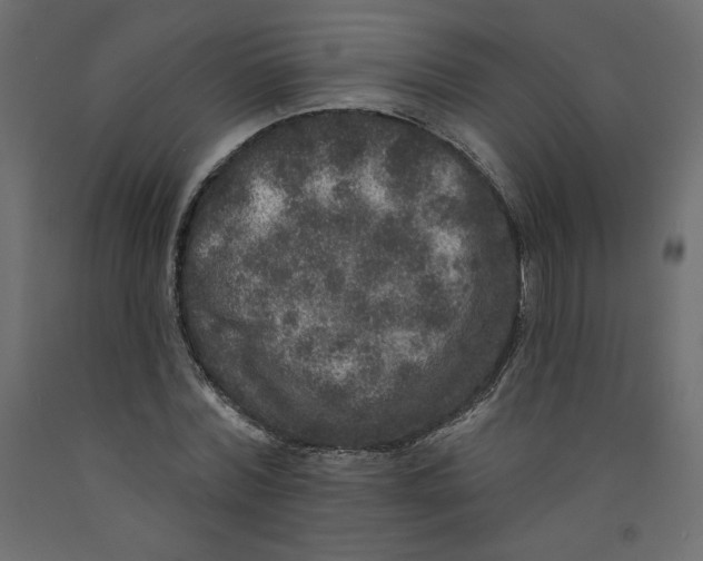 X0000092320780200710121521