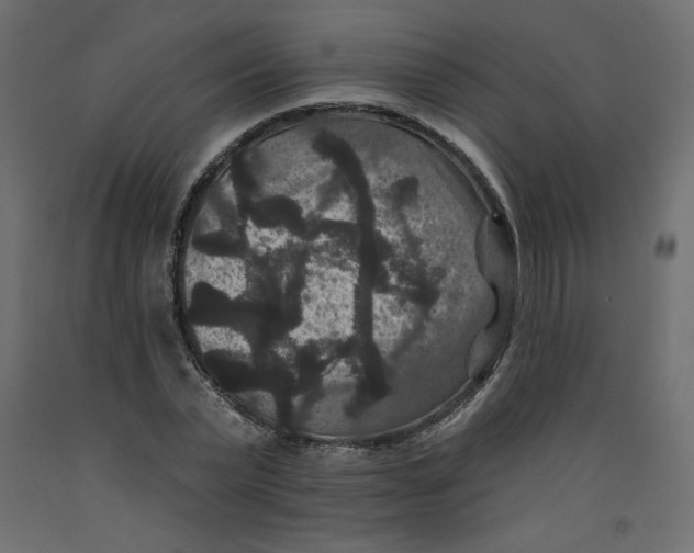 X0000092320783200710121521
