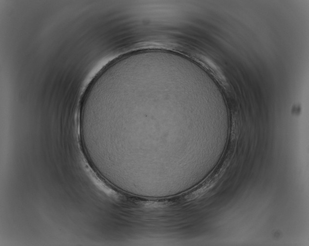 X0000092320796200710121521