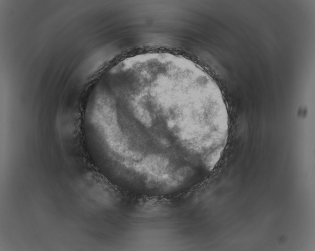 X0000092320824200710121520