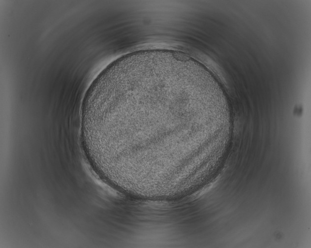 X0000092320844200710121521
