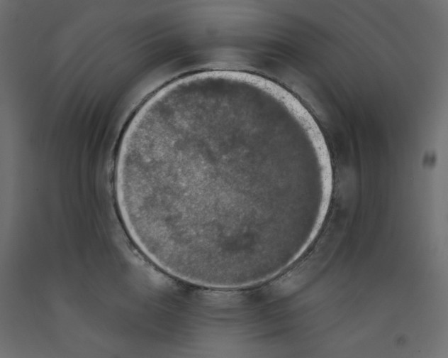 X0000092320856200710121521