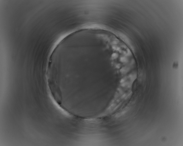 X0000092320863200710121521
