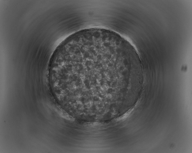 X0000092320879200710121520