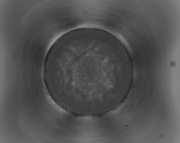 X0000092320896200710121520