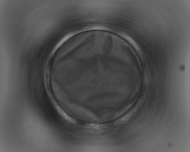 X0000092320910200710121520
