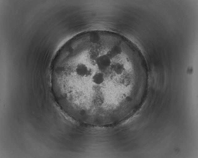 X0000092320925200710121519