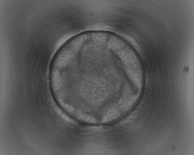 X0000092320990200710121519