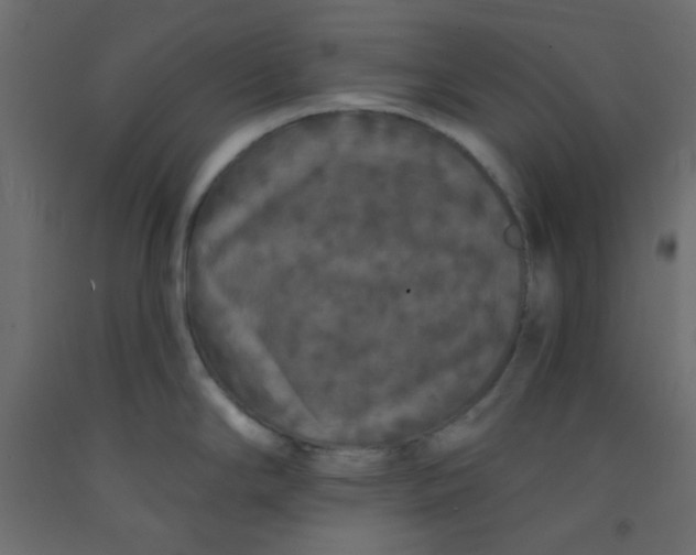 X0000092321294200710121515