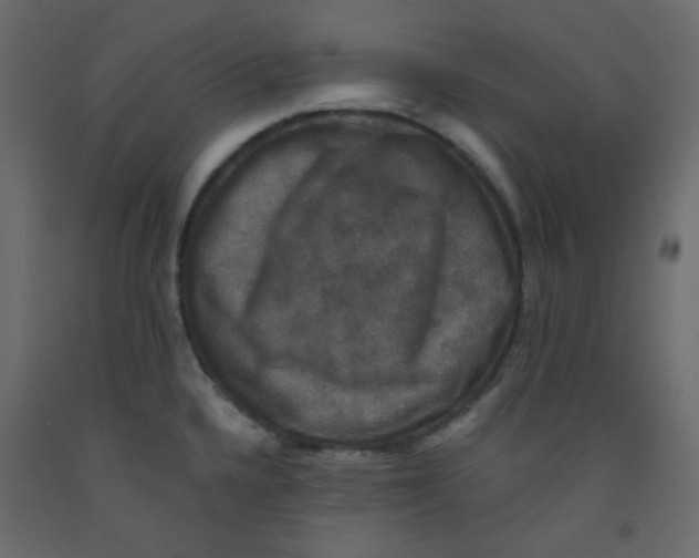 X0000092321336200710121515