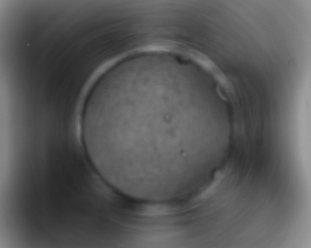 X0000092331232200709211301