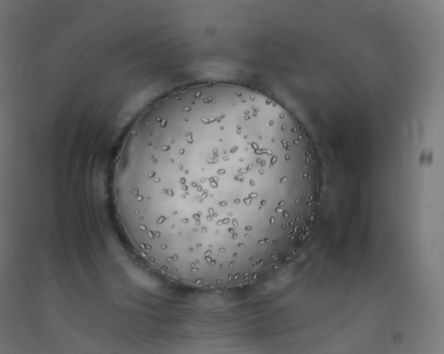 X0000092330106200709281434