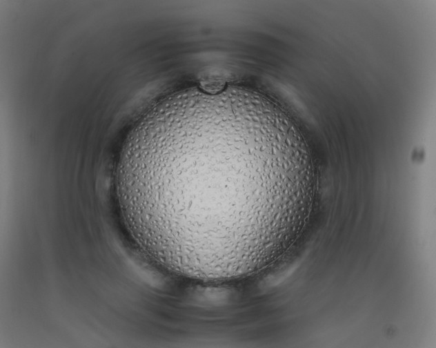 X0000092330645200709281427