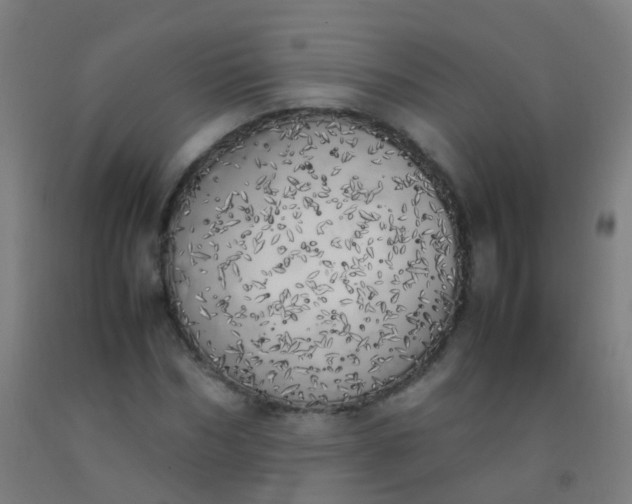 X0000092330970200709281423