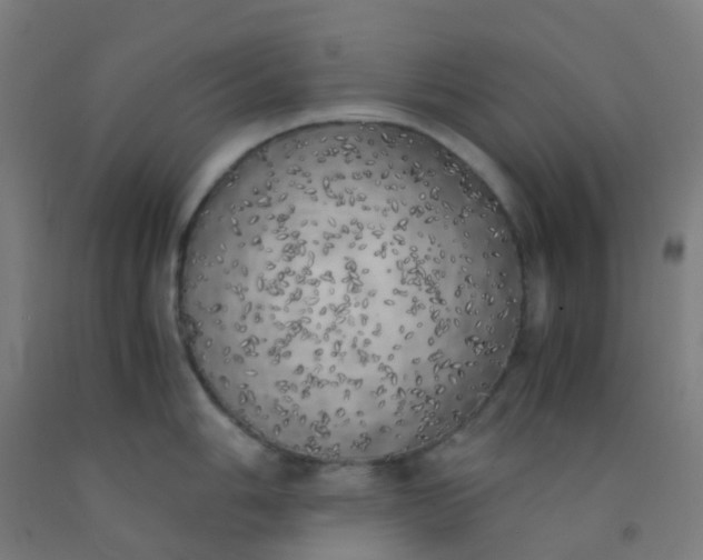 X0000092331006200709281422