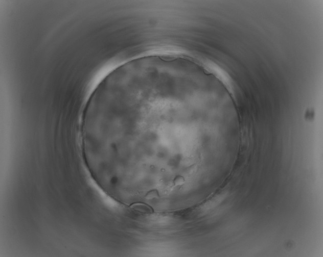 X0000092331103200709281421