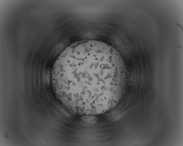 X0000092330334200710051319