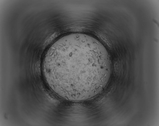 X0000092330682200710051315