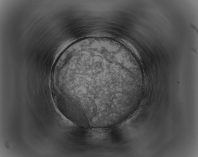 X0000092330855200710051313