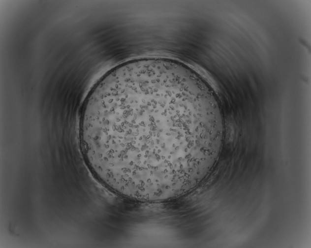 X0000092331006200710051311