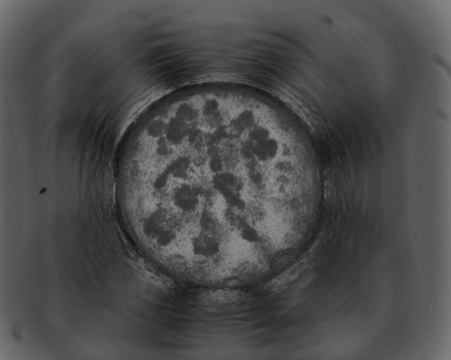 X0000092331117200710051310