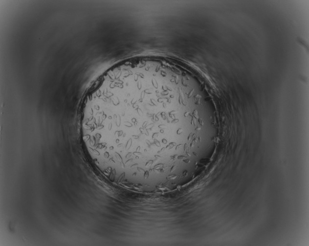 X0000092331367200710051307