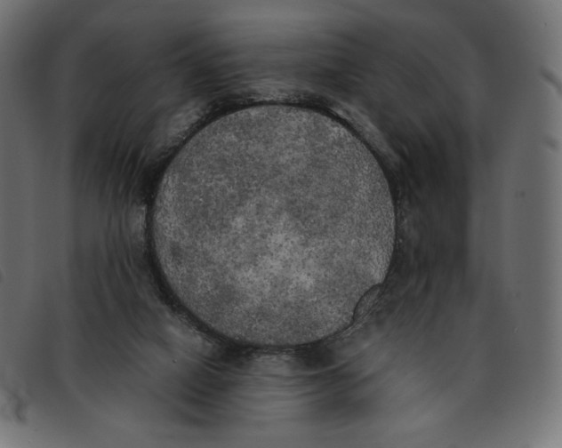X0000092330066200710121542