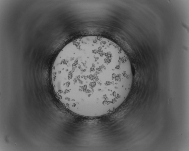 X0000092330306200710121539
