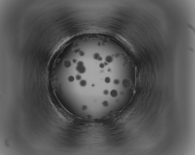 X0000092330436200710121537