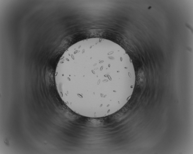 X0000092330522200710121536