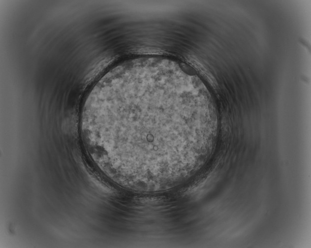 X0000092330533200710121536
