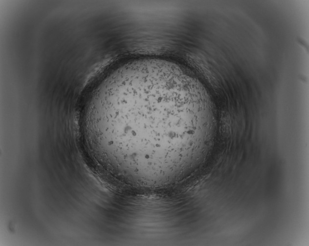 X0000092330688200710121534