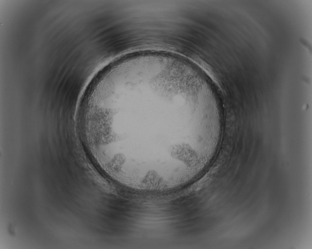 X0000092330832200710121532