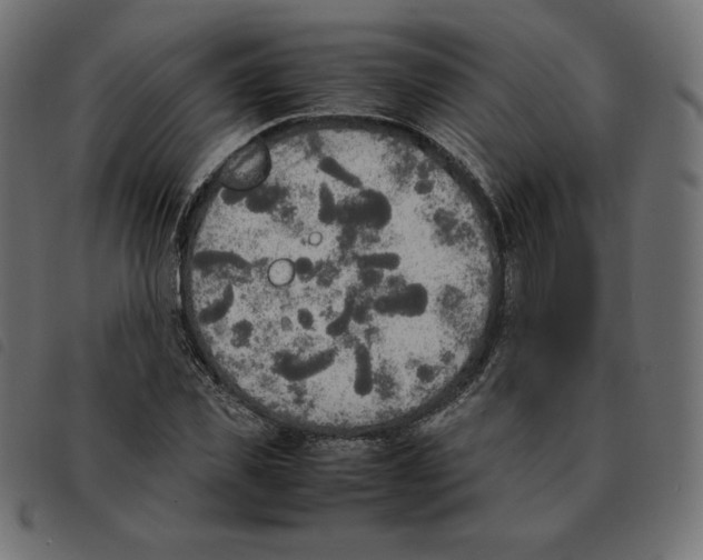 X0000092330925200710121531